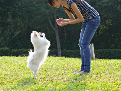 Teaching tricks to a small dog